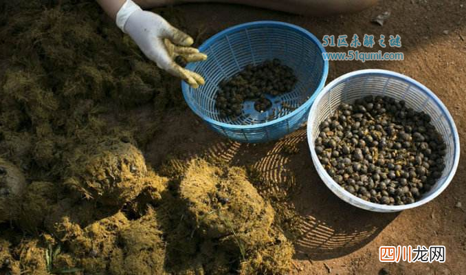 世界最贵象屎咖啡多少钱一杯?从大象粪便中提炼出来?