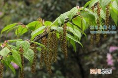 普陀鹅耳枥:中国极度珍稀植物 全世界仅有一株!