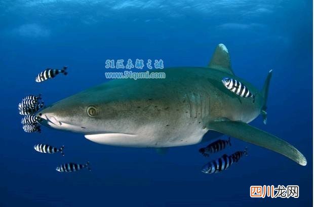 白鳍鲨好养吗?白鳍鲨和黑鳍鲨有什么区别?