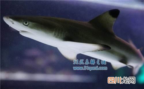 白鳍鲨好养吗?白鳍鲨和黑鳍鲨有什么区别?