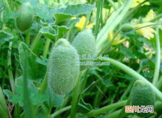 喷瓜:自然界中最有力气的果实 喷瓜的传播方式是什么?