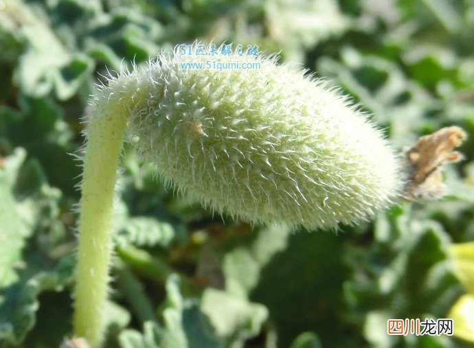 喷瓜:自然界中最有力气的果实 喷瓜的传播方式是什么?