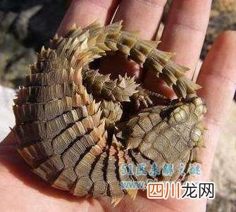犰狳环尾蜥多少钱一只?曾被大量捕捉而濒临灭绝