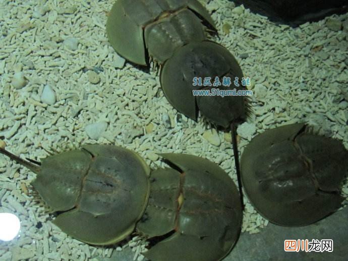 中华鲎的血液有什么作用?中华鲎有毒吗?
