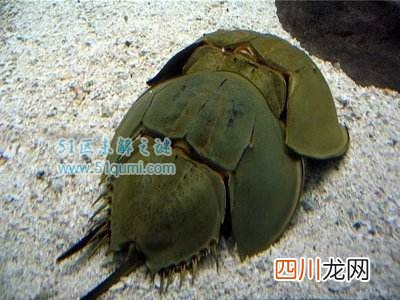 中华鲎的血液有什么作用?中华鲎有毒吗?