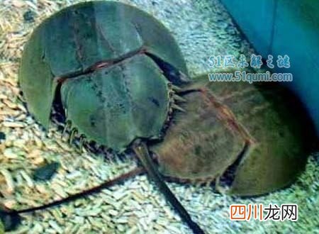 中华鲎的血液有什么作用?中华鲎有毒吗?