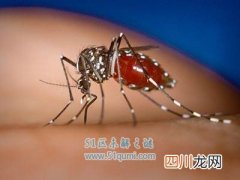 吸髓蚊专门吸食髓脑致人死亡 吸髓蚊真的存在吗?