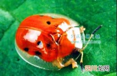 黄金龟甲虫最迷人的透明生物 黄金龟甲虫多少钱一只?