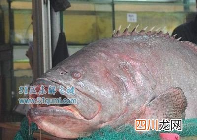 龙趸是什么鱼?马来西亚发现龙趸王重达400斤