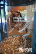 沃那比蛇:一种能吃恐龙的巨型蛇类 沃那比蛇VS泰坦蟒