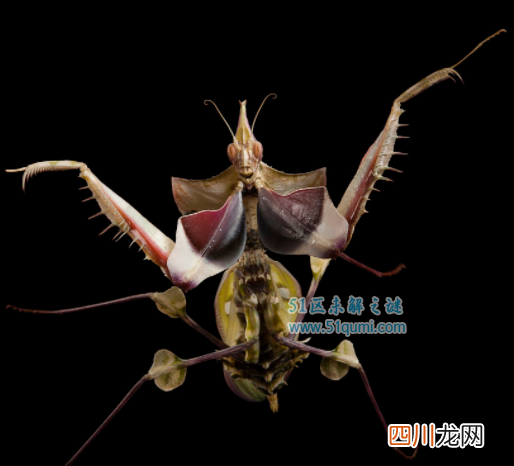 魔花螳螂,美丽不杀”夫”,还是螳螂界的伪装大师