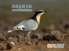 牙签鸟与鳄鱼的故事 牙签鸟为什么不会被鳄鱼吃掉?