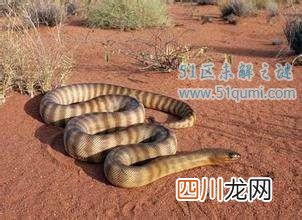 凶猛太攀蛇陆地上毒性最强的蛇 一滴毒液杀死20万只老鼠
