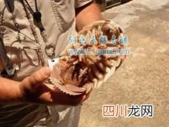 巨型木虱绝食5年零43天创纪录 巨型木虱可以吃吗?