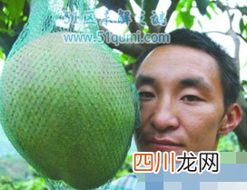 世界上最大的芒果，重达8斤比人的头还大