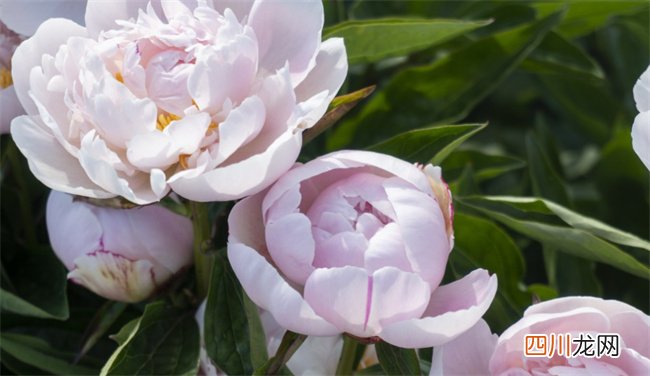 姓穆女孩起名建议 钟灵毓秀的姓穆女孩用字