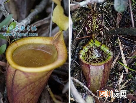巨型猪笼草可吞噬老鼠的食肉植物 巨型猪笼草会吃人吗?