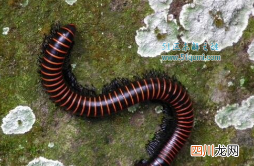 世界上腿最多的生物，千足虫腿数目可达700多条