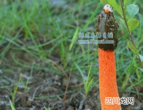 世界上最丑的蘑菇，鸡屎臭味的红鬼笔