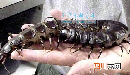 世界上最大的动物是什么哪个动物,身体上可以站50个成年人!