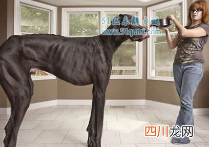 世界上最大的动物是什么哪个动物,身体上可以站50个成年人!