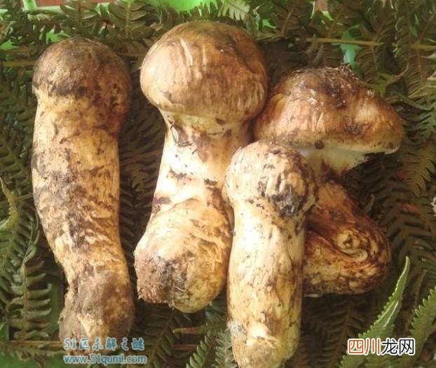 全球最恶心最奇葩的十大食物 重口味食品你敢吃几种?