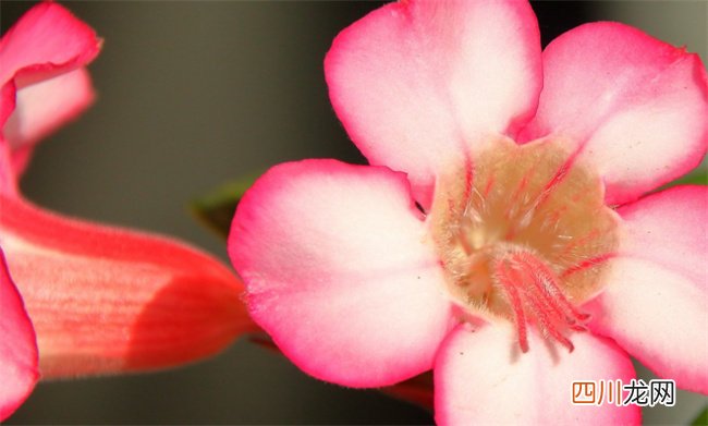 姓朱男孩姓名打分100分的名字 姓朱打分100分的名字总结