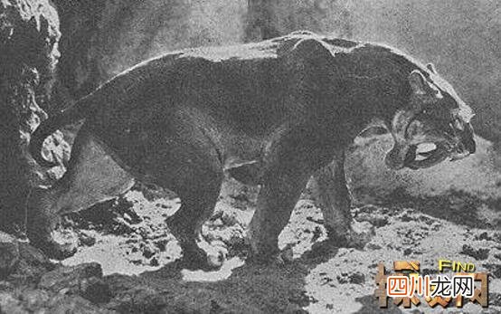 中国最可怕的原始森林，神农架或藏有野人和史前怪物
