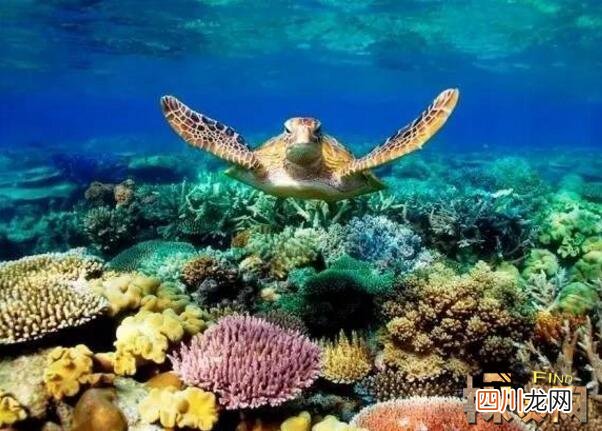 世界上最大的珊瑚礁，澳大利亚大堡礁是全球求婚成功率最高的地方