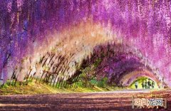 世界上最梦幻的隧道，日本紫藤花隧道恍若置身漫画世界中