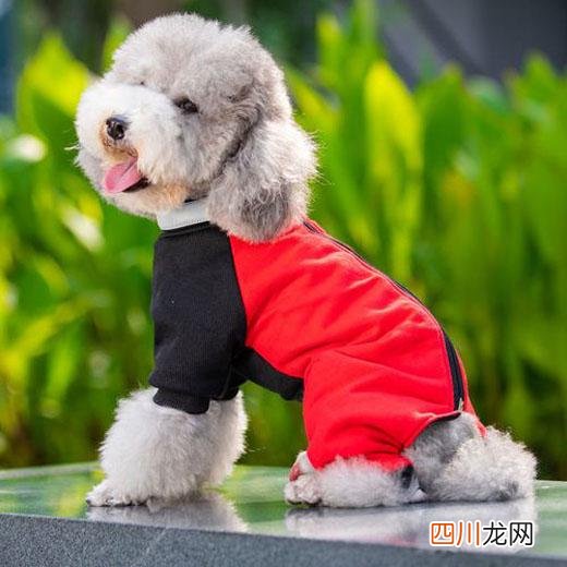 宠物衣服有哪些牌子 宠物服装一线品牌排行榜