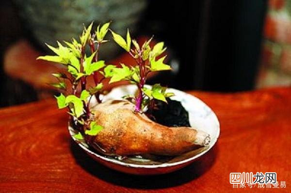 发芽的红薯还能不能吃？ 红薯发芽了还能吃吗