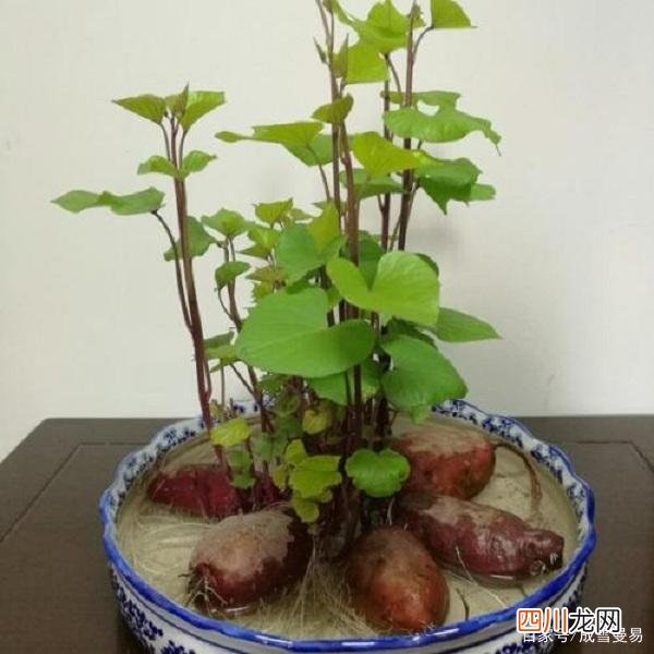 发芽的红薯还能不能吃？ 红薯发芽了还能吃吗