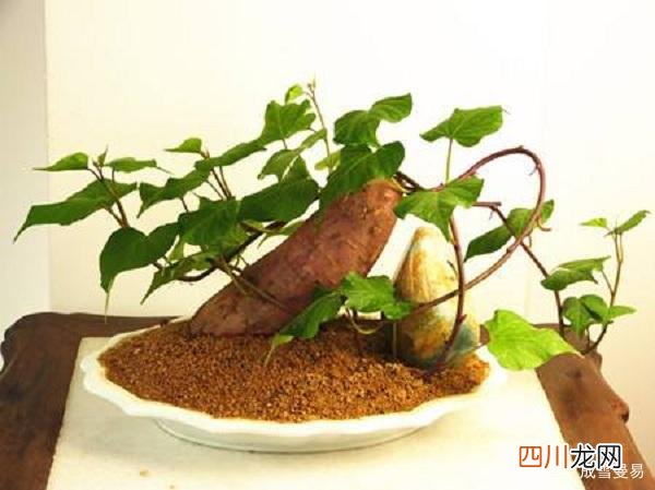 发芽的红薯还能不能吃？ 红薯发芽了还能吃吗