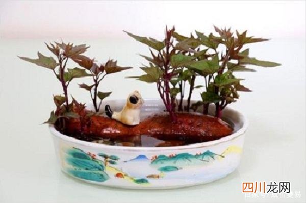 发芽的红薯还能不能吃？ 红薯发芽了还能吃吗