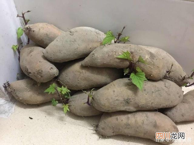 发芽的红薯还能不能吃？ 红薯发芽了还能吃吗
