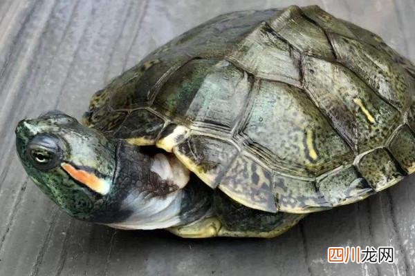 巴西龟可以长多大 巴西龟能长多大