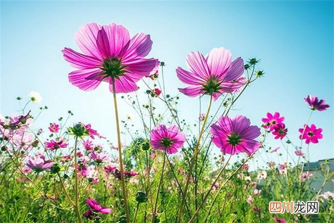 优雅的社交高手的星座 私生活最混乱的是什么星座