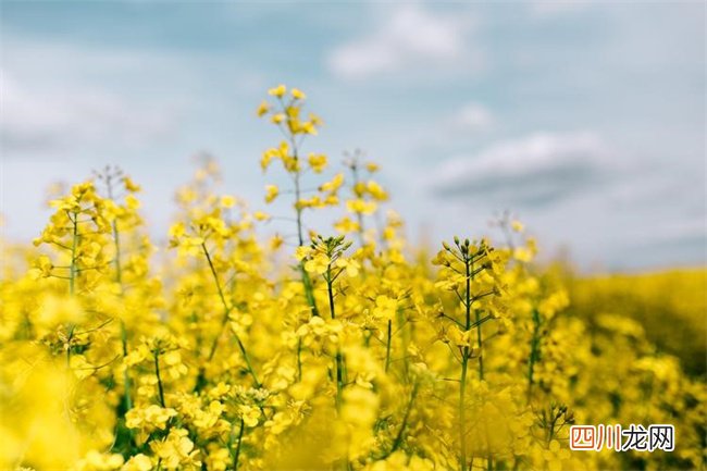 优雅的社交高手的星座 私生活最混乱的是什么星座