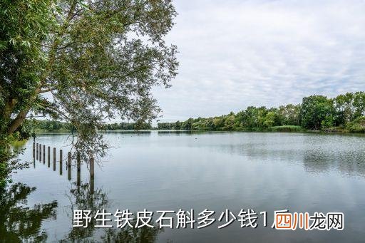 野生铁皮石斛多少钱1斤 野生新鲜石斛多少钱一斤