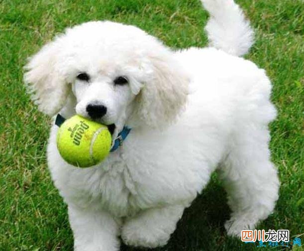 名犬品种排名 宠物排行
