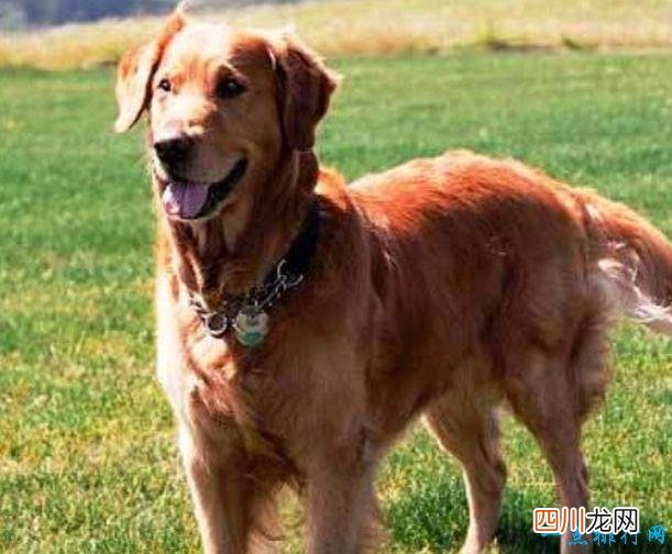 名犬品种排名 宠物排行