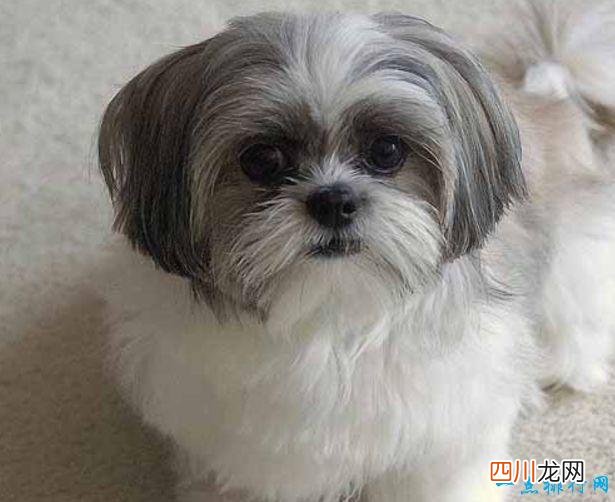 名犬品种排名 宠物排行