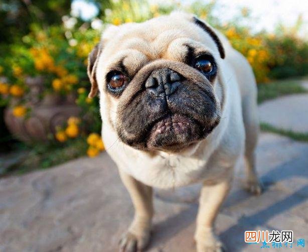 名犬品种排名 宠物排行