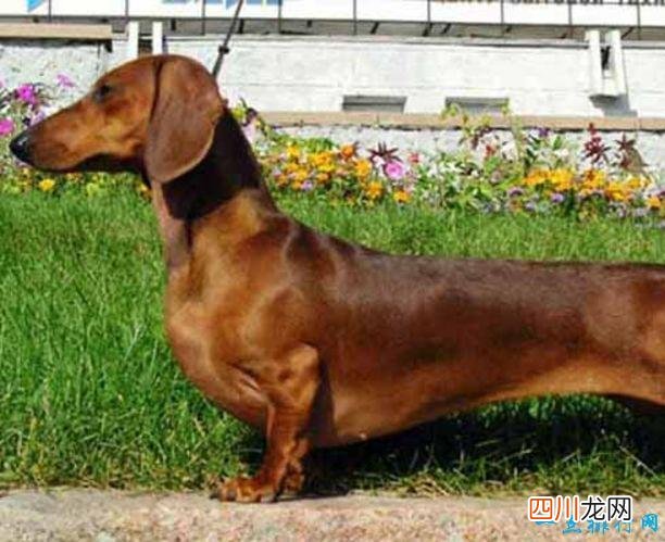 名犬品种排名 宠物排行