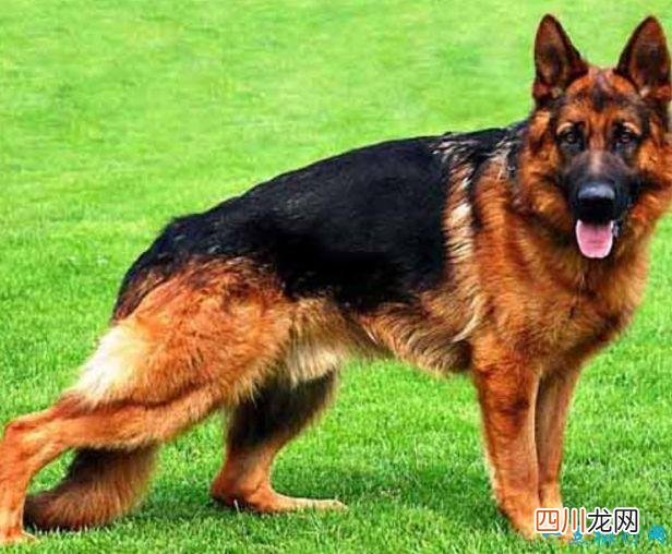 名犬品种排名 宠物排行