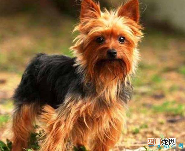 名犬品种排名 宠物排行