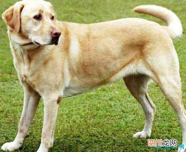 名犬品种排名 宠物排行