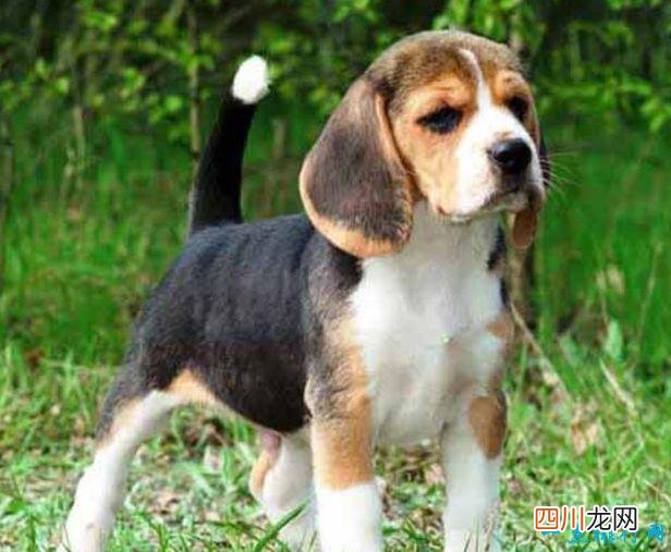 名犬品种排名 宠物排行
