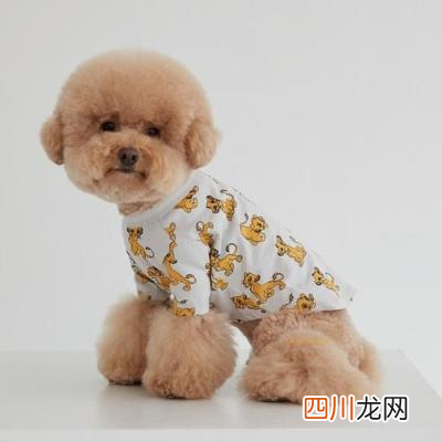 物服装不只是可爱更是爱的表达 宠物服装